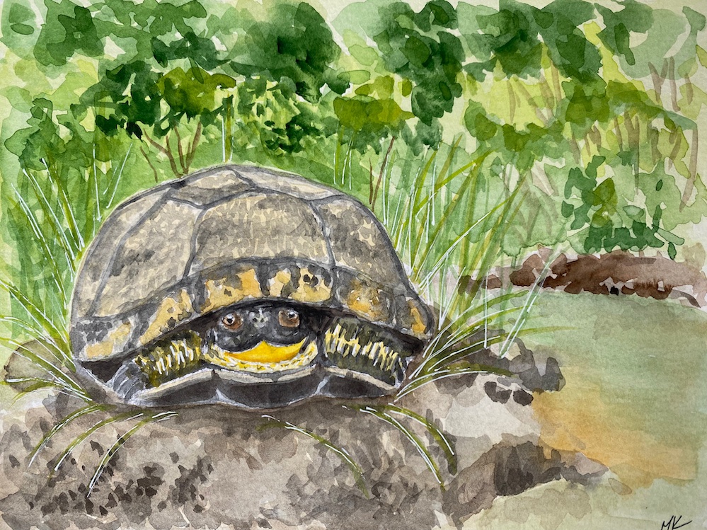 watercolor of a Blanding's turtle